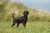 DOBERMANN 1052